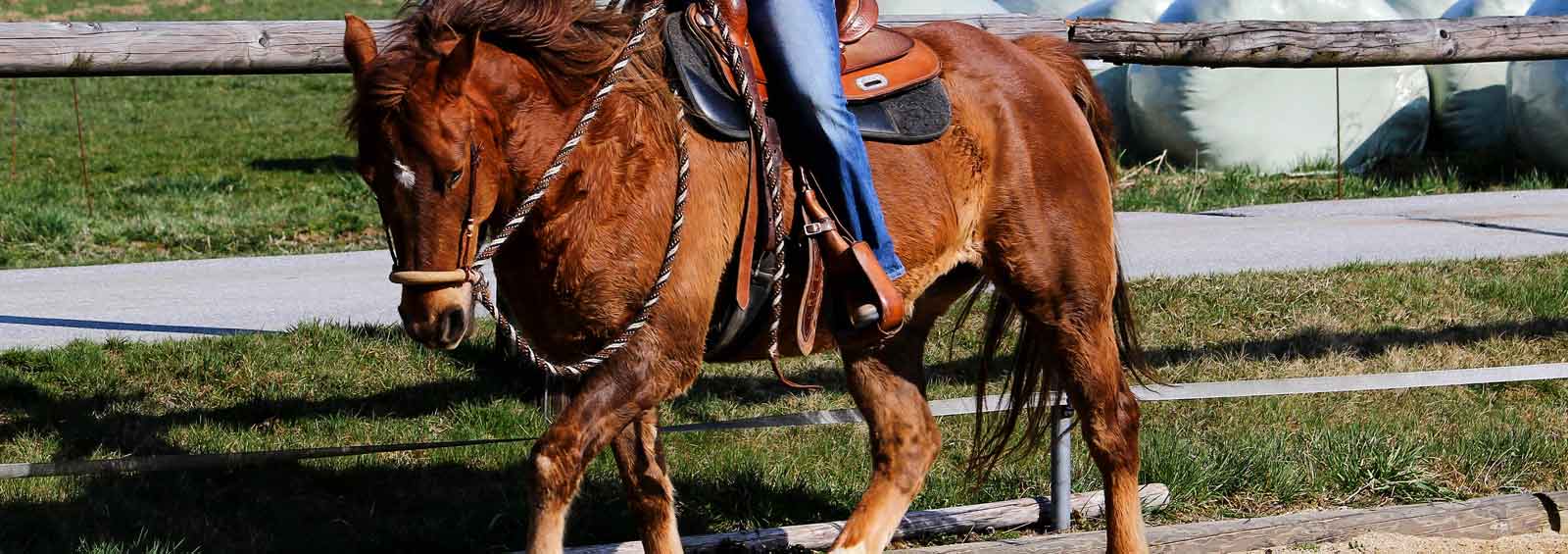 Die kalifornische Hackamore